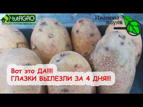 Видео: ШОК! ГЛАЗКИ УЖЕ ВЫЛЕЗЛИ!!! Как сработал БУДИЛЬНИК КАРТОФЕЛЯ!