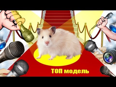 Видео: ТОП МОДЕЛЬ по хомячьи.  ХИТ 2017!!!