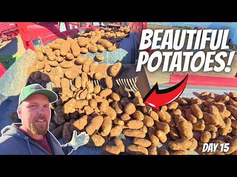 Видео: Наши поля в беспорядке… Но этот картофель прекрасен!