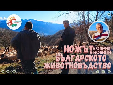 Видео: Ножът е опрял в кокала на българските животновъди. Иван и Краси от Тетевен дават решения. Вижте ги !