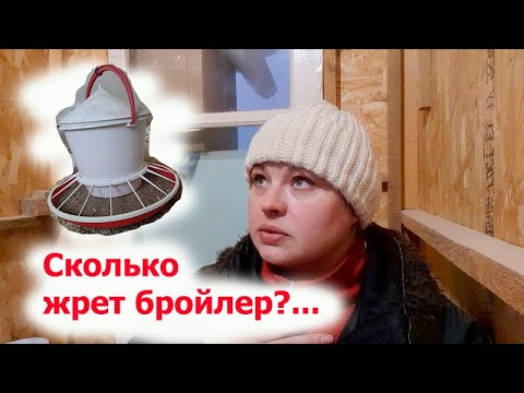 Видео: СКОЛЬКО ЖРЕТ БРОЙЛЕР?