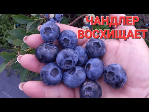 Видео: ЧАНДЛЕР сорт голубики с ОГРОМНЫМИ ягодами