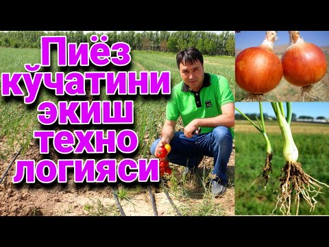 Видео: ПИЁЗНИ КЎЧАТ УСУЛИДА ЭКИШ ТЕХНОЛОГИЯСИ