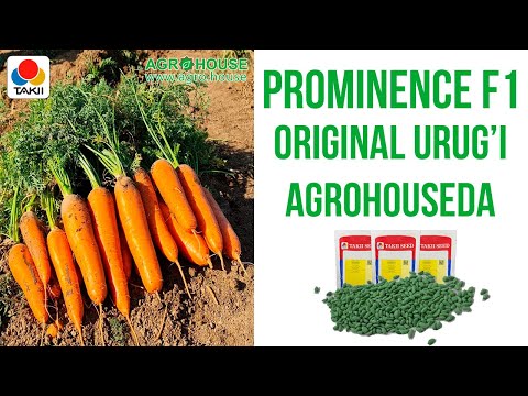 Видео: Prominence F1 urug'i atrofida aylanayotgan savollarga rasmiy javob #sabzi #сабзи #сабзавот