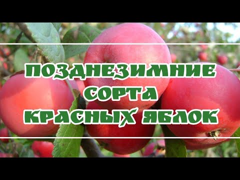 Видео: ТОП 5. Лежких красных сортов яблок🍎