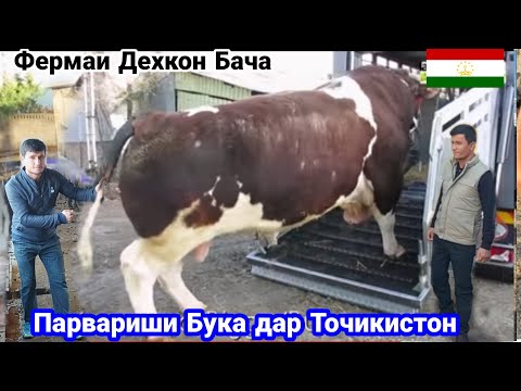 Видео: Парвариши бука дар 🇹🇯 Точикистон 🇹🇯  تربية الثيران في طاجيكستان, Tojikistonda buqa yetishtirish