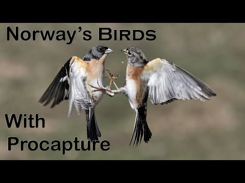 Видео: Съемка зимних птиц Норвегии с помощью Pro Capture на OM-1 Mk2 и объективе 150–400 мм