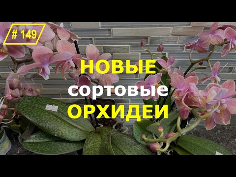 Видео: # 149 Нежданно-негаданно самая плачевная партия купленных сортовых орхидей #ОрхидеиИзПосылки