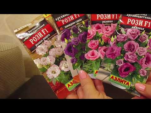 Видео: Новые сорта низкорослой Эустомы.