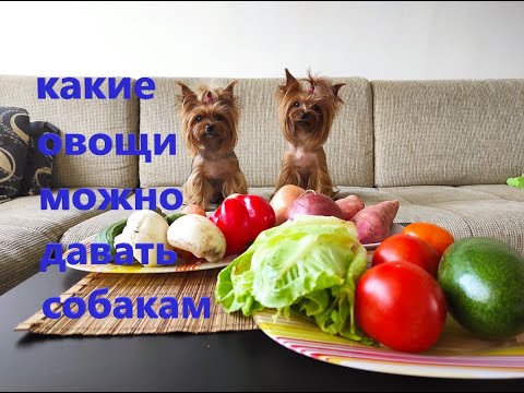 Видео: Какие овощи можно давать собаке