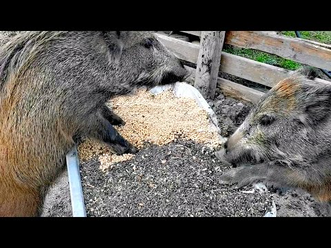 Видео: Разнообразное питание диких кабанов.