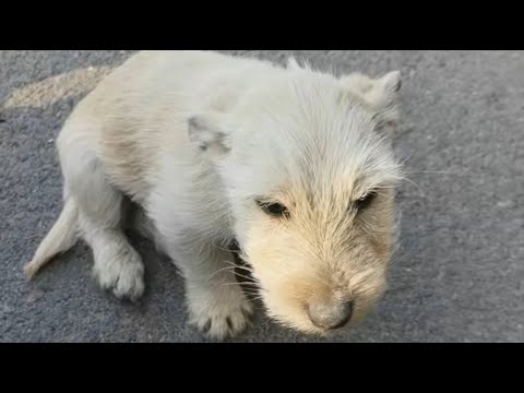 Видео: Он был слаб и безнадежен, но прыгнул в мою машину, когда я пообещал лечение.