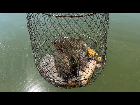 Видео: Рыбалка по карасю на боковой кивок! Второй шанс поймать линя!
