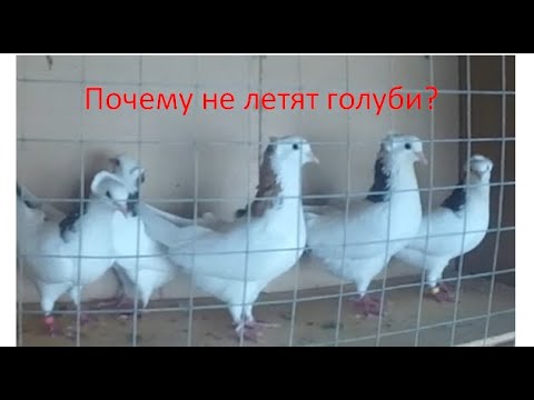 Видео: 3 причины по которым ваши голуби не хотят или не могут лететь.