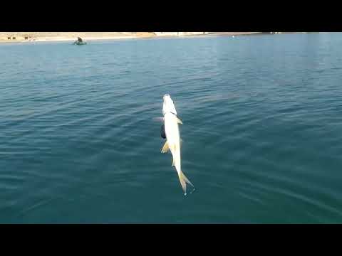 Видео: Рыбалка.Осенний жор воблы.Капчагай база отдыха Мерей 30 октября.