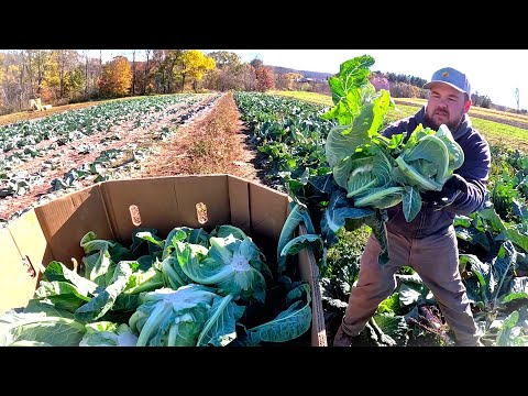 Видео: Этот урожай сейчас в долгу