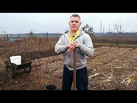 Видео: Предзимняя посадка саженцев ПЕРСИКА.