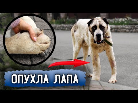 Видео: Нукера хотели повязать. Опухла сильно лапа, едем в клинику. Чудесная фотосессия Нукера.