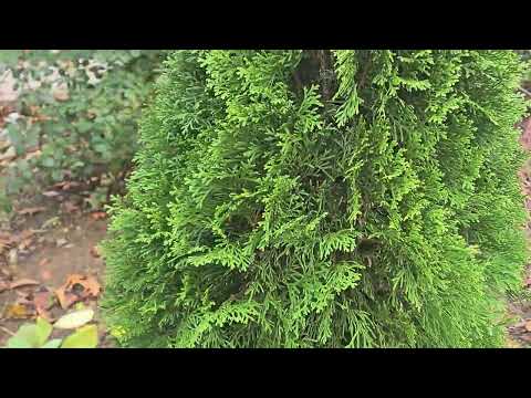 Видео: Осенняя прогулка по саду 3 ноября 2025.