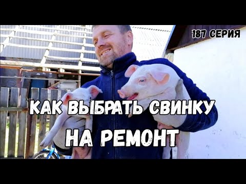 Видео: Как выбрать свинку на ремонт (свиноматку)