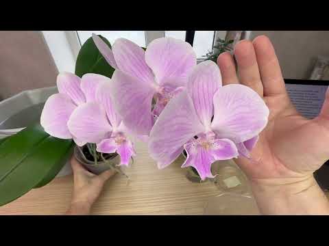 Видео: из под крана ПОЛИВ ОРХИДЕЙ водопроводной водой ПОЛЬЗА // когда ПРАВИЛЬНО поливать орхидеи