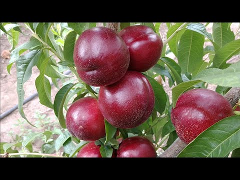 Видео: Нектарин Супер Квін. Nectarine Super Queen. Ранній, білом'ясий сорт солодкого смаку.