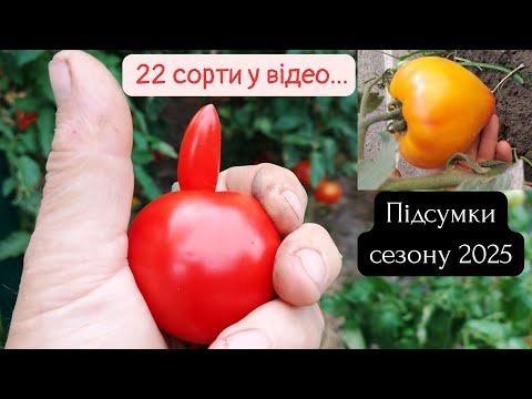 Видео: Вирощування томатів. Найкращі сорти та гібриди
