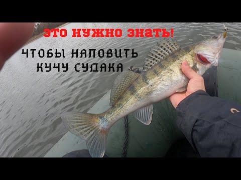 Видео: Наловили КУЧУ СУДАКА, без ЭХОЛОТА! Судак с лодки на джиг в декабре.