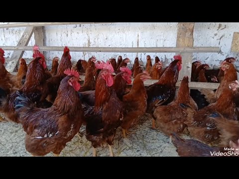Видео: Чучаи Ломан-браун 2-моха заказ кабул мекунам 21.10.2025 мархамад 