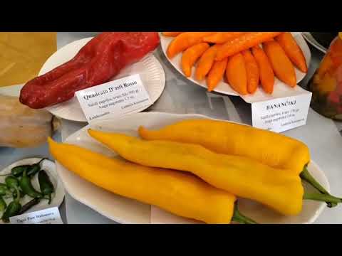 Видео: Тыквы, перец и экзотические растения. Выставка 2025, Рига. 