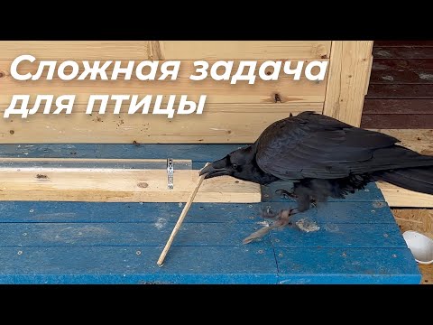 Видео: Задачка с цилиндром для ворона Гоши!