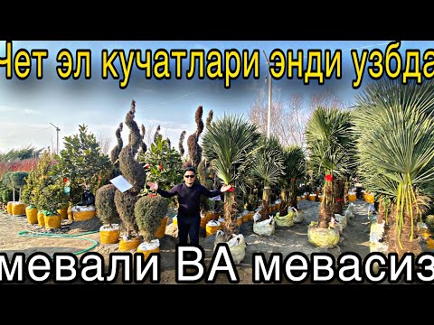 Видео: ЧЕТ ЭЛ КУЧАТЛАРИ ЭНДИ УЗИМИЗДА МЕВАЛИ ВА МЕВАСИЗ КУЧАТ ВА ГУЛЛАР | CHET EL KUCHATLARI ENDI UZIMIZDA