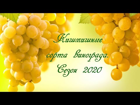 Видео: Кишмишные сорта винограда. Сезон 2020