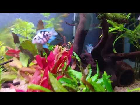 Видео: Размер тигровых и платиновых попугаев