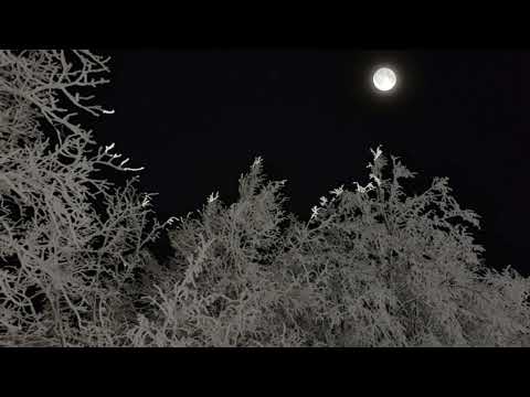 Видео: звуки лесных животных/sounds of forest animals/ASMR