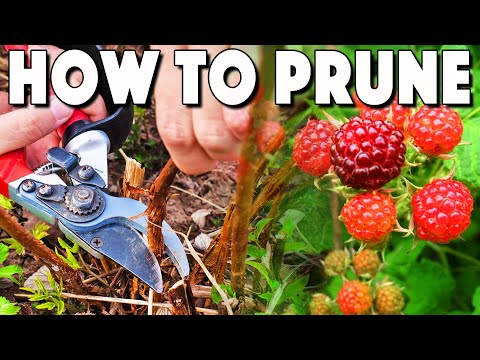 Видео: Обрезка ремонтантных кустов малины! 4 простых шага для огромного урожая малины!