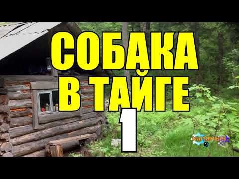 Видео: ХОЗЯИН ПРЕДАЛ СОБАКУ | ЖИЗНЬ В ТАЙГЕ  1 из 2