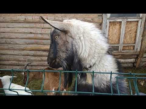 Видео: Ошибки козовода. Как мы учимся с козами.