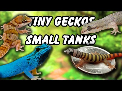 Видео: 7 маленьких гекконов, идеально подходящих для аквариума объемом 10 галлонов
