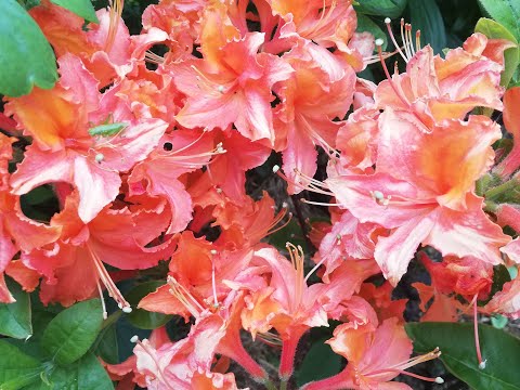 Видео: Черенкую азалию -  листопадный рододендрон