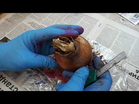 Видео: ГИППЕАСТРУМЫ после покупки. Что делать?