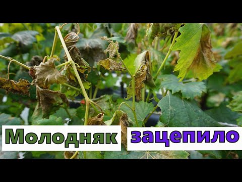 Видео: Как прошли первые осенние заморозки. Сентябрь 2025г.