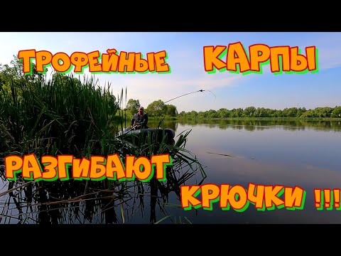 Видео: Ловля КАРПА  в КАМЫШЕ ! Удачная РЫБАЛКА на боковой кивок !
