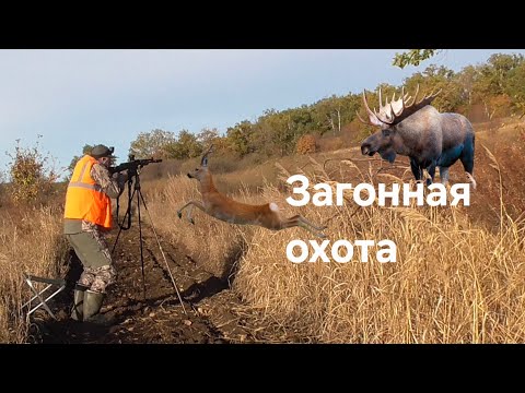 Видео: Загонная охота, Открытие.2025.Лоси. Косули между ног. Сайга 308 в деле.