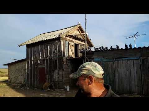 Видео: Николаевские голуби --с Шкурыновка. Бунчук Юрий Григорьевич 2023г.