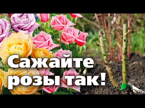 Видео: Правильная посадка розы. Так поступают специалисты