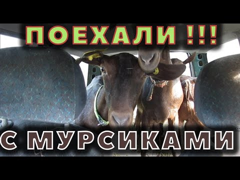 Видео: До ночи ездил! Мурсия Гранада, Гулаби, лошади, козы и много хозяйств!