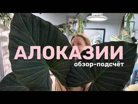 Видео: Мои алоказии: коллекция и тонкости выращивания