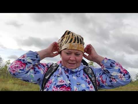 Видео: Сбор клюквы. В ШОКЕ от ТАКОГО урожая!