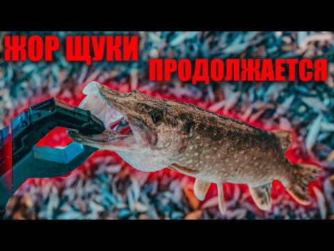 Видео: Жор щуки продолжается! Отлично отловился!